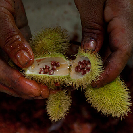 ACHIOTE 4_mosaico galeria _MG_8242.jpg